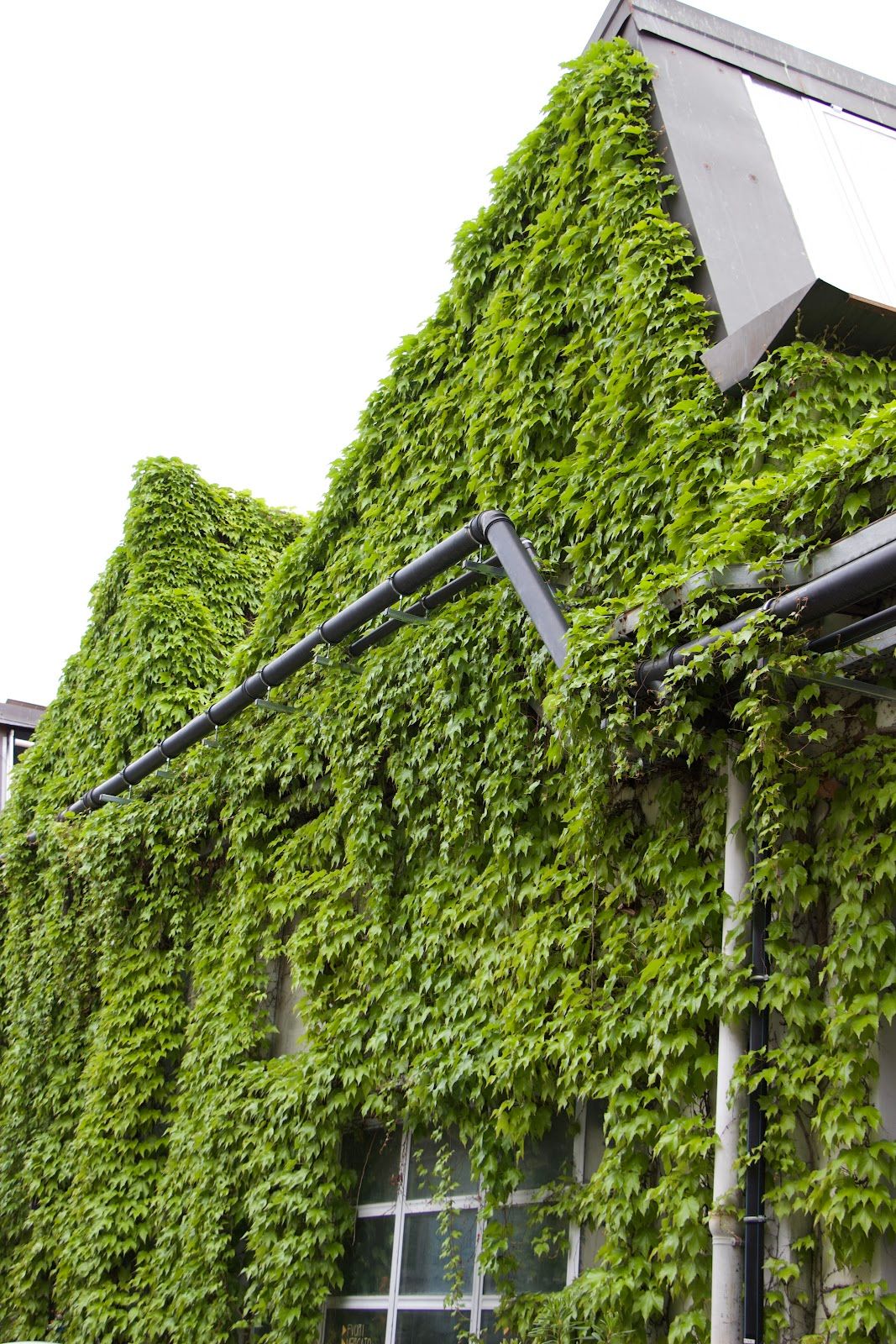 Spazio IVY 4